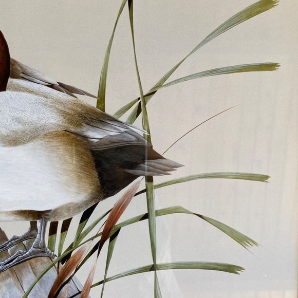 Art La May 3x framed prints with glass: Water Pair, Green Winged, Canvas Back. - Picture 2 of 16